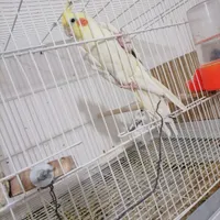 عروس هلندی مولد|پرنده|گلبهار, |دیوار