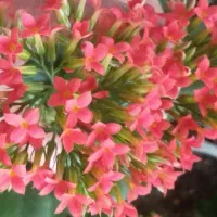 گل و گیاه|گل و گیاه طبیعی|دهگلان, |دیوار