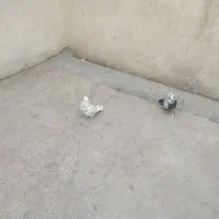 2عدد کبوتر سالم است معاوضه دارم|پرنده|قرچک, فردیس|دیوار