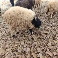 بره لاغر گله آیی مناسب داشت و پروار|حیوانات مزرعه|سرچهان, |دیوار