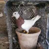 طوقی|پرنده|اسفراین, |دیوار