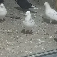 طوقی|پرنده|مسجد سلیمان, |دیوار