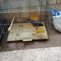 مرغ مینا و دوعدد عروس مرغ مینا سخن گو