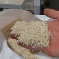 برنج نو کامفیروزی|خوردنی و آشامیدنی|شیراز, طلاب|دیوار