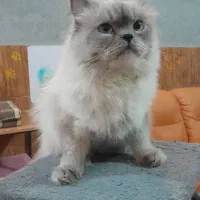 واگذاری گربه هیمالین