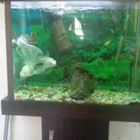 آکواریوم به همراه ماهی و لوازم و میز فوری فروشی