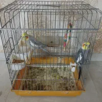 دو عدد عروس هلندی نر