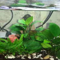 آکواریوم ماهیران