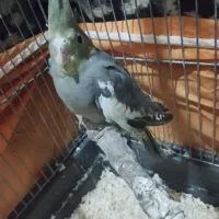 جوجه عروس هلندی|پرنده|زاهدان, |دیوار