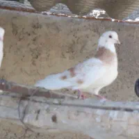 کبوتر  پرشی  و طوطی ملنگو نر وحشی|پرنده|محمدشهر, همایون ویلا|دیوار