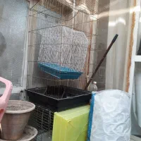 عروس هلندی قفس وتجهیزات فوری بعلت نیاز مالی|پرنده|تبریز, |دیوار