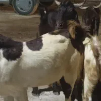 نر بز پاکستانی شرطی|حیوانات مزرعه|شوشتر, |دیوار