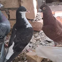 چند عدد کفتر گرفتنی وجفتگاه