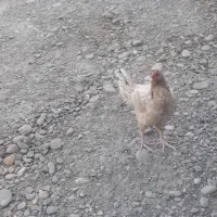 مرغ تخم گذار