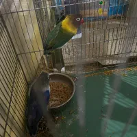 طوطی برزیلی