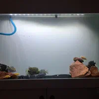 آکواریوم ۱ متر در ۸۰ در ۴۰|ماهی|اسلامشهر, زرافشان|دیوار