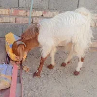 پاچن دورگه پاکستانی|حیوانات مزرعه|ایرانشهر, |دیوار