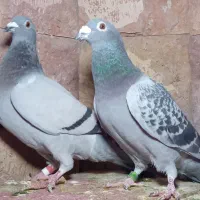 کبوتر مسافتی و جوجه موریس دلبر|پرنده|مشهد, آزادشهر|دیوار