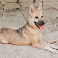 سگ لوتی ماده ۶ ماه