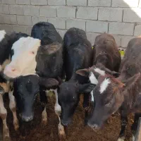 گوساله ماده۱۶ راس|حیوانات مزرعه|کوهدشت, |دیوار