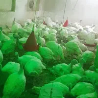 بوقلمون بیوتی وبوقلمون برنز موجود هست|حیوانات مزرعه|فامنین, |دیوار