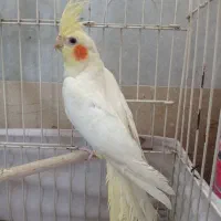 عروس هلندی مولدو لوتینو|پرنده|کرج, استاندارد|دیوار