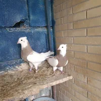 کبوتر طوقی|پرنده|جم, |دیوار