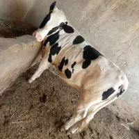 گوساله ماده