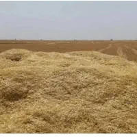 کاه گندم