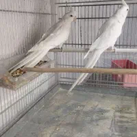 فروش جفت عروس البینو مولد