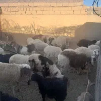 گوسفند|حیوانات مزرعه|بجستان, |دیوار