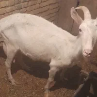بز وکهر  سانن از پدر ومادر اصل پور شیر ده