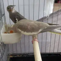 عروس هلندی