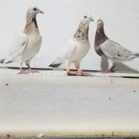 کبوتر سار سرور لکه دار خوش نقش|پرنده|مشهد, امیر المومنین|دیوار