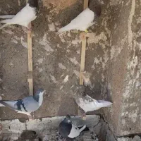 سینه وکله...