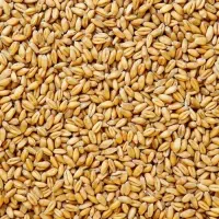 گندم پیشگام|عمده‌فروشی|تاکستان, |دیوار