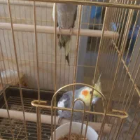 عروس هلندی مولد|پرنده|آباده, |دیوار