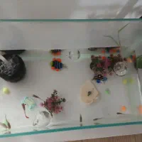 آکواریوم شیشه خم با ماهی با پمپ و...|ماهی|الوند, |دیوار