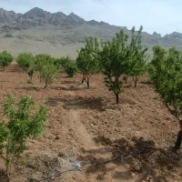 فروش-باغ-مرغاب-دوتو