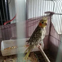 عروس. هلندی