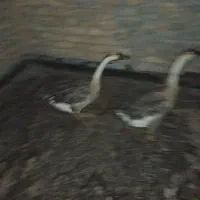 قوغاز نر و ماده