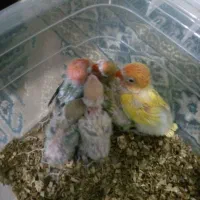 انواع جوجه سرلاکی کوتوله|پرنده|تربت جام, شهرک آزادگان|دیوار