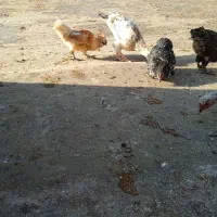 تخم نطفه دار|حیوانات مزرعه|مشهد, وحید|دیوار