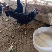 نیمچه مرغ و خروس بهترین  نژاد گلین۳۰۰ هزار|حیوانات مزرعه|مشکین‌دشت, |دیوار