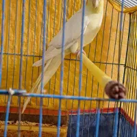 عروس هلندی|پرنده|بناب, |دیوار