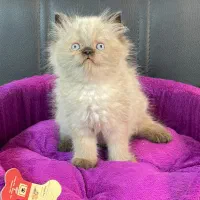 بچه گربه های کیوت و زیبا|گربه|اصفهان, خلجا|دیوار