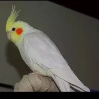 معاوضه|پرنده|ارومیه, |دیوار