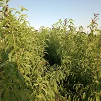 تولید و فروش نهال شناسه دار ۴۰ سال سابقه|خدمات باغبانی و درختکاری|شبستر, |دیوار