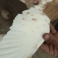 کبوتر ماده|پرنده|برازجان, |دیوار