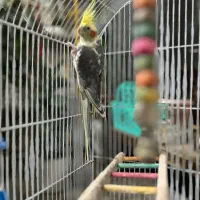 عروس هلندی نر|پرنده|اسلامشهر, شهرک مهدیه|دیوار